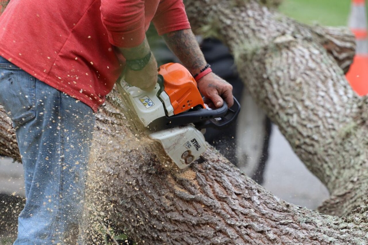 Tree Service contractor